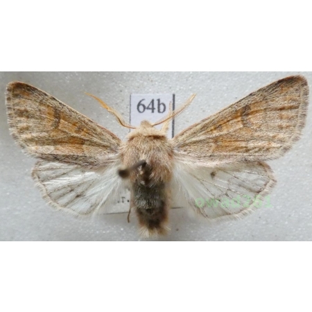 Orthosia miniosa (Denis & Schiffermüller, 1775) Czech64b